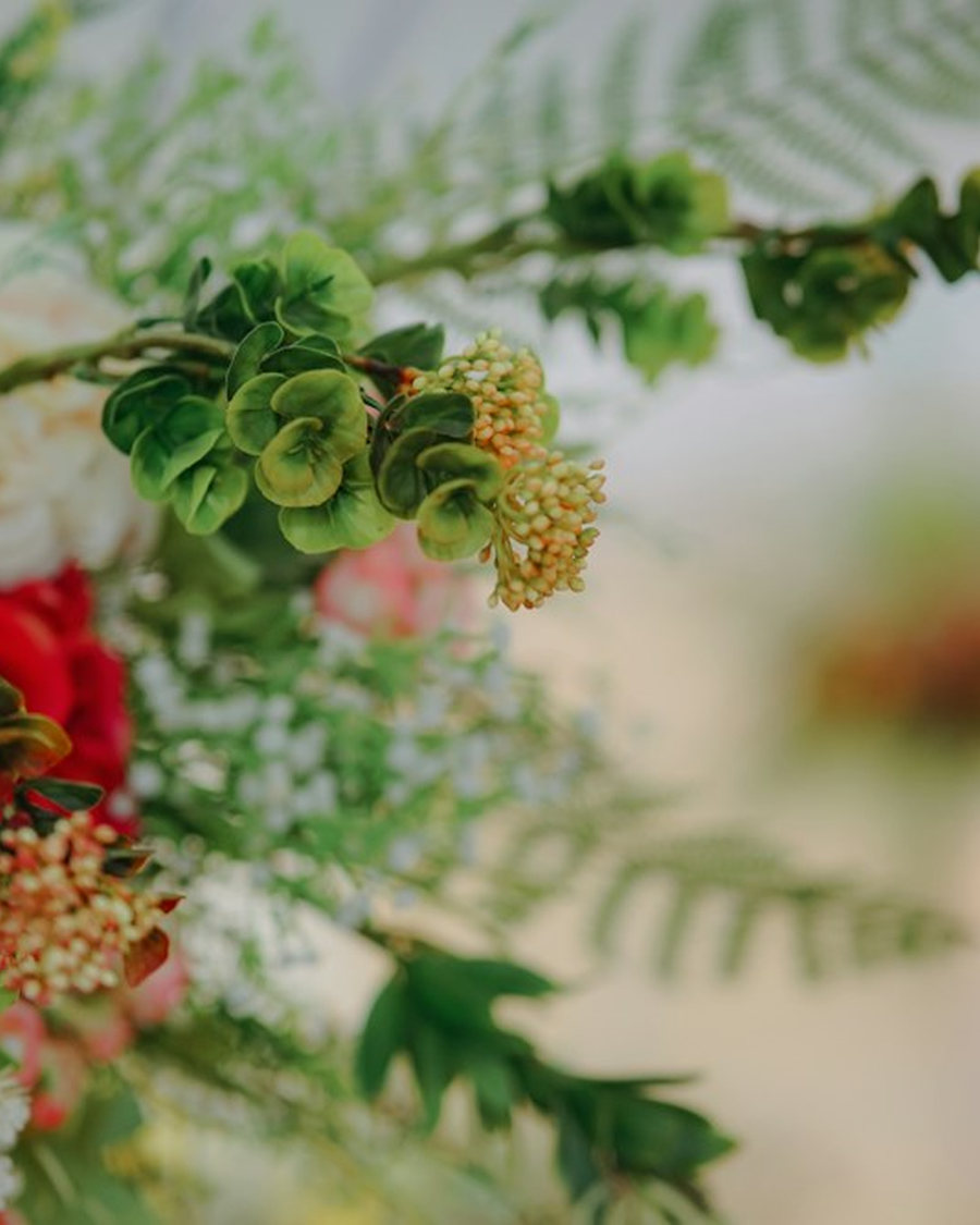 Flores claras em detalhe, fotografia ilustrativa
